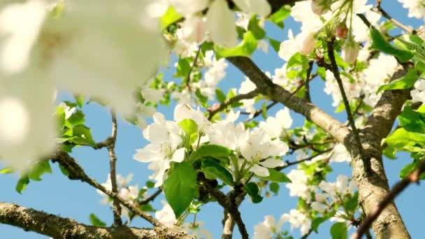 Schöner Apfelbaumzweig Blühende Weiße Birnenblüten Unter Morgensonne Mit Blauem Himmel — Stockvideo