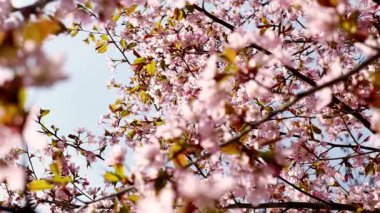 Blowing Cherry Blossoms under The Blue Sky in Spring. Fluttering in the Soft Breeze, Cherry Blossoms Sakura Flowers in A Japanese Garden in Spring. South Korea, Japan. Floral Pink Image. 