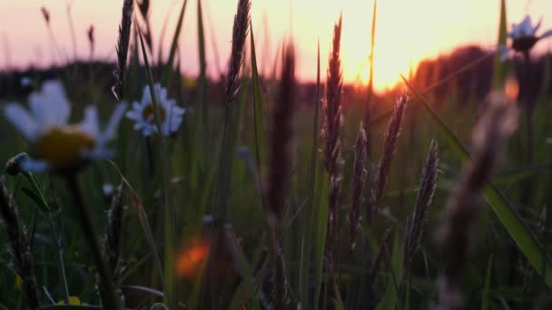 Teren Vară Margarete Câmp Apus Fundal Fundal Floral Alpin Vară — Videoclip de stoc