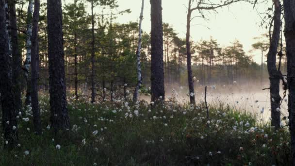 霧のようなボグ湖と森の風景の上に日の出 フォグが森のボグで転がり 濃い森の中の湖で エストニアで美しい朝 日の出に早朝霧のある野生の森 — ストック動画