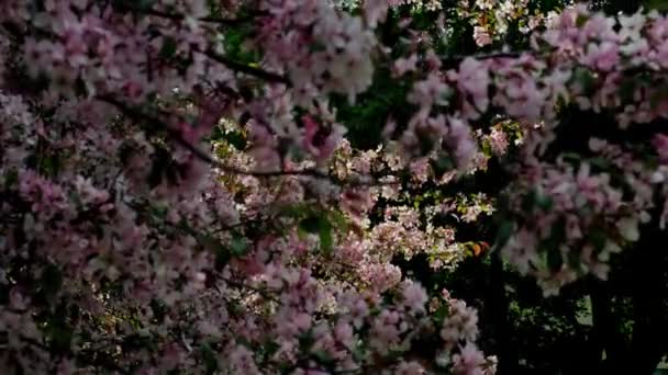 Blowing Cherry Blossoms Blue Sky Spring Fluttering Soft Breeze Cherry — стокове відео