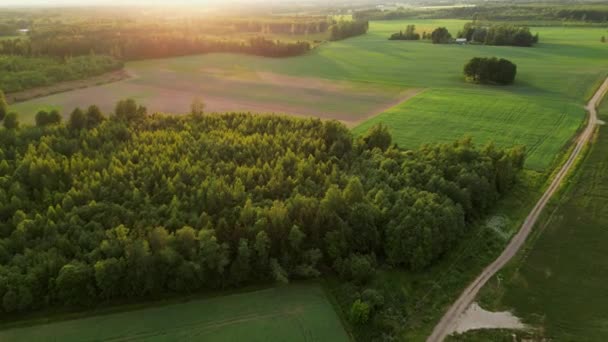季節と日没を収穫する韓国の米畑 ドローンは黄色い農業小麦畑を飛び回っている エストニアの小麦畑の美しい夏の風景 高品質の4K映像 — ストック動画