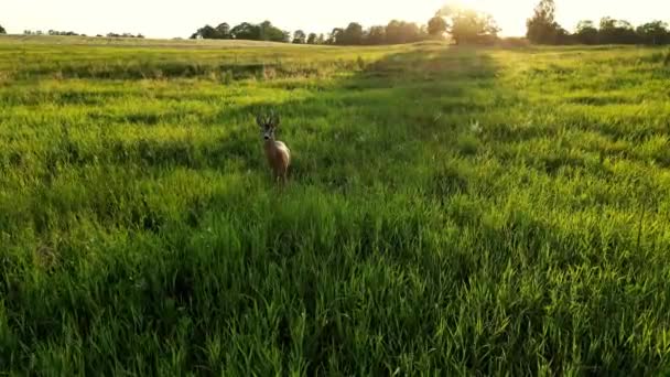 Европейский Олень Капреолус Капреолус Мужчина Бак Ювенил Убегает Roe Deer — стоковое видео