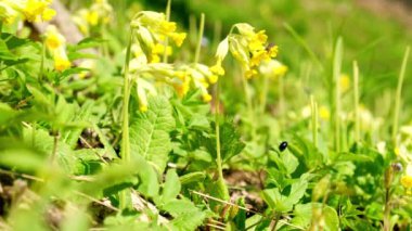 Primula veris ya da inek filetosu ve çiçek açmış inek gülü. Bir bahar günü sepetin içinde inek ayağı topladım. Sarı bahar çiçeği. Geç bahar çayırı, dolgunluk sarı soyu tükenmekte olan çiçek bitkisi..