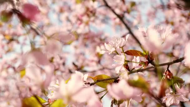 Blossoms Fall Trees Beautiful Blur Orchard Blooming Background Slow Motion — Stok video