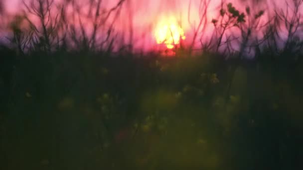 デイジー フィールド アット サンセット グリーン グラシー フィールド 黄色い花の花は日没とカノラ農業フィールドを強化しました 田舎の野生の花が咲いている シネマティックドローンは田舎の野生の花の牧草地の上を飛ぶ — ストック動画