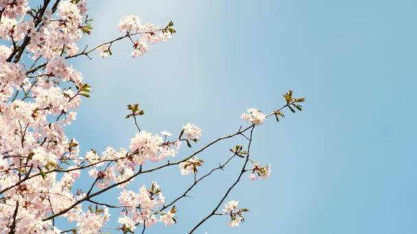 ดอกไม ใบไม บาน นซาก ระท บานสะพร งบนพ นหล งของท องฟ — วีดีโอสต็อก
