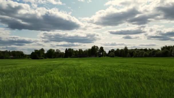 석양이 날에는 밀밭을 다닙니다 광선이 들어옵니다 밀밭입니다 끝없는 옥수수 수확의 — 비디오