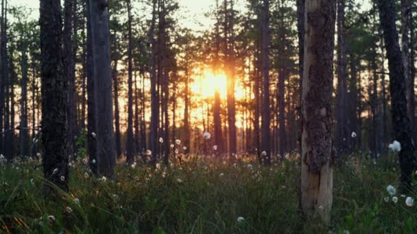 春に囲まれた森で豪華な日の出 サンビームズは森を照らし フェアリーランドは朝の散歩をします 太陽は魔法の輝く森で緑を描いています エストニアボグ — ストック動画