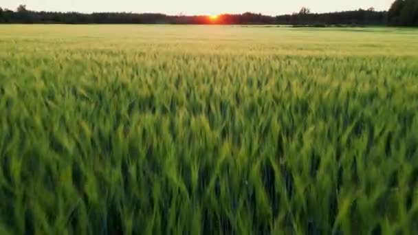 Концепция Сбора Пшеницы Ошеломляющий Пейзаж Пшеничного Поля Закате Солнца Эстонии — стоковое видео