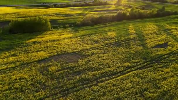 Koreanische Reisfelder Der Erntezeit Und Bei Sonnenuntergang Drohne Fliegt Über — Stockvideo