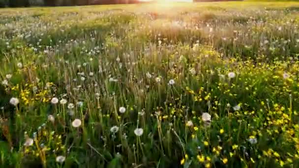 Sommersonnenfeld Mit Blumen Weizenfeld Bei Sonnenaufgang Mit Dem Licht Das — Stockvideo