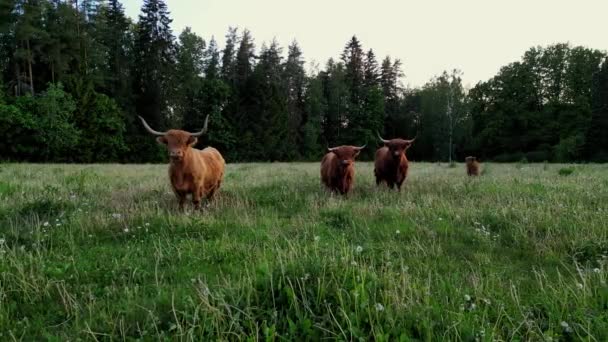 种马的牛群和奶牛在美丽的日落色的田野里吃草 奶牛场绿地上的牛 养牛场在绿地里给牛拍空中照片 吃干草 爱沙尼亚性质 — 图库视频影像