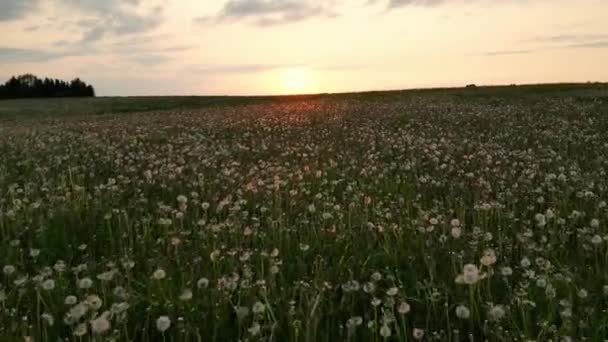 夕暮れ時に飛ぶタンポポの種 日没でタンポポで提出された夏 ドローンは白いタンポポの花と新鮮な春の緑の芝生の上をかなりの牧草地を飛ぶ 夏のコンセプト — ストック動画