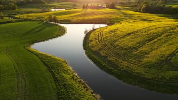 无人机在玉米地上空低空飞行乡村风景 阳光灿烂的早晨 春夏季节 美丽的油菜场与湖泊 太阳升起时的绿色农田 绿麦田 — 图库视频影像