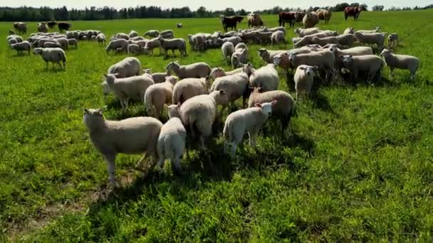 在一个美丽的夕阳西下的夜晚 在山上放羊的空中风景 野生动物在田野里奔跑 成群的羊在绿色的草地上吃草 棕色和黑色的羊 爱沙尼亚的性质 — 图库视频影像