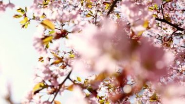 Slow motion of honey bees pollinating pink cherry blossoms in full bloom. Swaying in the wind blue sky japan. Spring cherry blossoms in full bloom. Beautiful nature scene blooming Apricot blossoming.