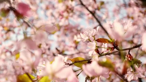 Blossoms Fall Trees Beautiful Blur Orchard Blooming Background Slow Motion — Vídeo de Stock