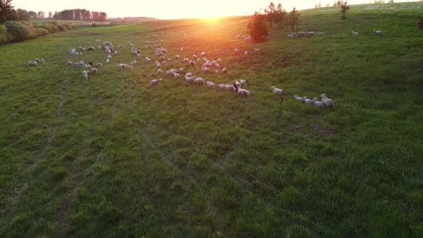 Troupeau Moutons Pâturant Dans Prairie Verte Avec Coucher Soleil Troupeau — Video