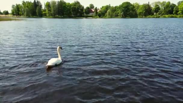 Łabędź Jeziorze Największe Latające Ptaki Ochrona Bioróżnorodności Bioróżnorodność Ekosystemu Jeziora — Wideo stockowe