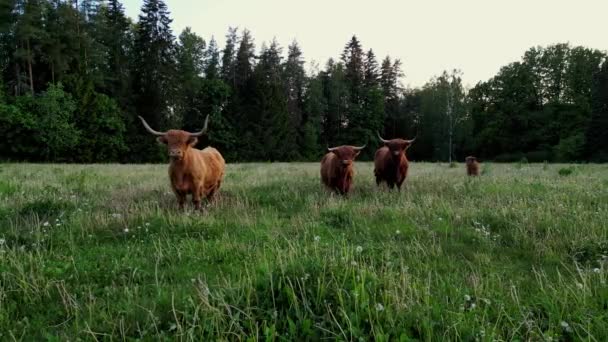 Stadnina Byki Wołowe Krowy Wypasane Trawie Polu Pięknych Kolorach Zachodu — Wideo stockowe