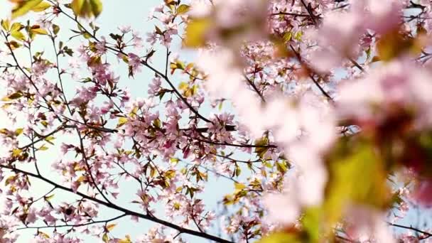 Blowing Cherry Blossoms Blue Sky Spring Fluttering Soft Breeze Cherry — Video Stock