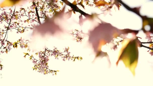 Bunga Cherry Bunga Merah Muda Dan Biru Latar Belakang Alam — Stok Video