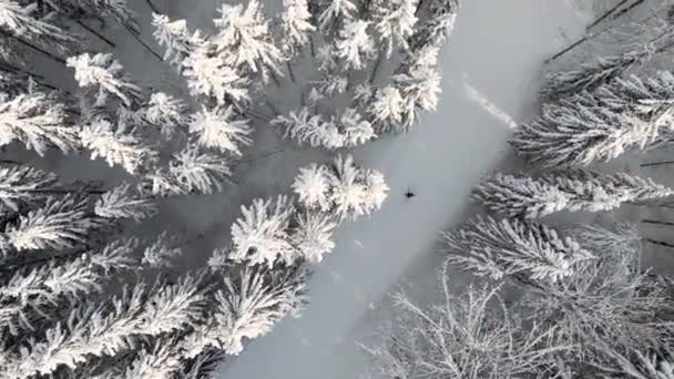 Lot Kinowy Nad Snowy Pine Forest Szwajcarii Majestatyczne Evergreen Spruce — Wideo stockowe
