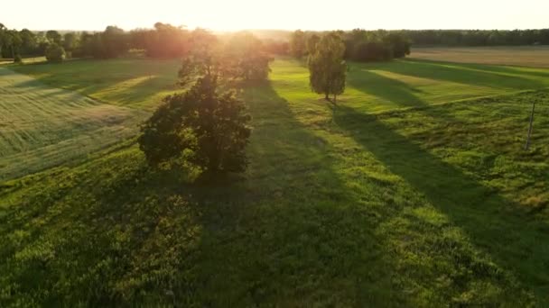 Güneş Doğarken Ağaçların Arasından Güzel Bir Manzara Yaz Sabahının Erken — Stok video