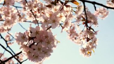 Blossoms fall from trees against beautiful blur orchard blooming background slow motion. Spring view of opening Sakura flowers on branches Cherry tree. Falling cherry blossoms on sunny spring. Japan