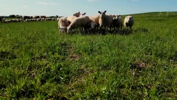 Báránycsorda Buja Zöld Legelőn Nyugodt Természet Végtelen Sztyeppék Mint Egy — Stock videók