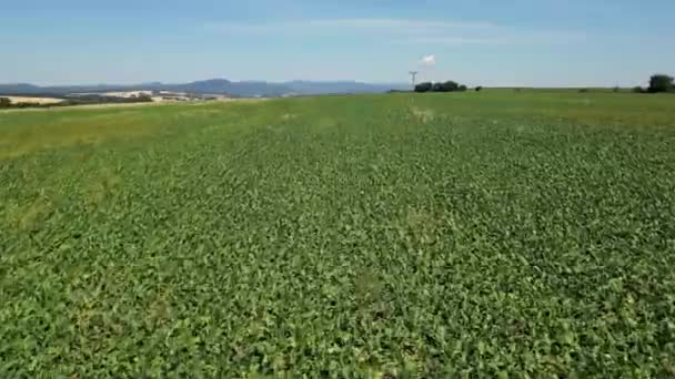 Antenne Udsigt Endeløse Grønne Landbrugsområde Sommeren Drone Flyver Høst Afgrøder – Stock-video