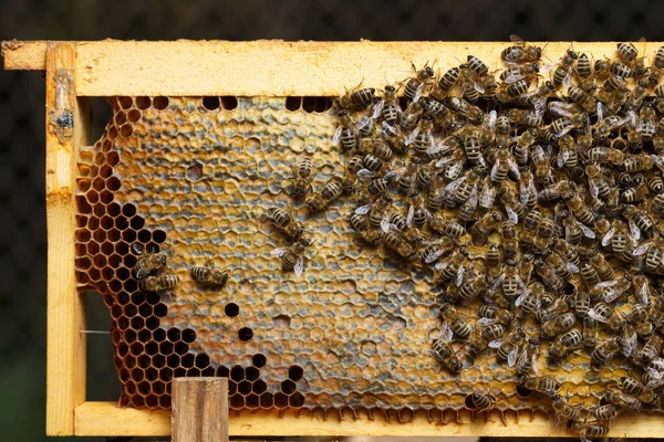 Close up view of family bee insects on honeycomb frame open body beehive frames