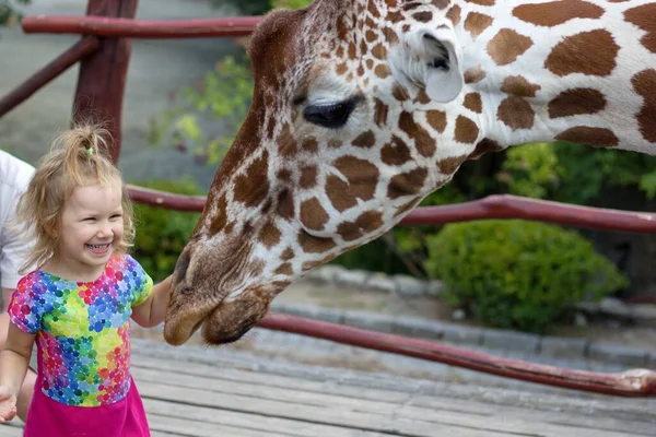 Genç sarışın bir kız hayvanat bahçesinde zürafayı okşuyor.