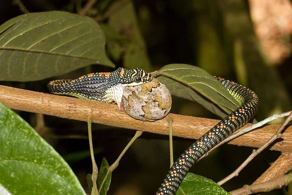 Paradise tree snake, paradise flying snake (Chrysopelea paradisi) during an attempt to swallow gecko in a natural habitat