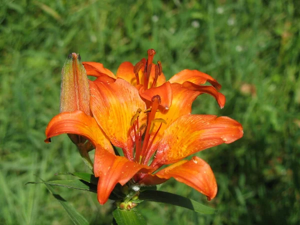 The orange lily, fire lily, Jimmy\'s Bane and tiger lily (Lilium bulbiferum) flowering heads of flower in a natural habitat