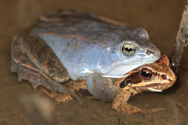 stock image moor frog (Rana arvalis) couple in amplexus in natural habitat