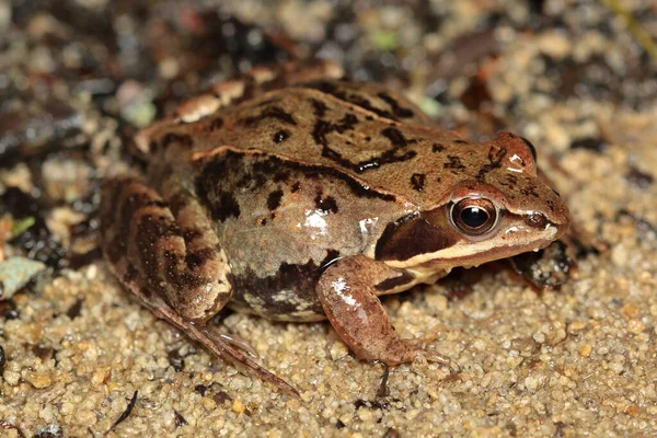 Moor Frog Rana Arvalis Female Breeding Season Royalty Free Stock Photos