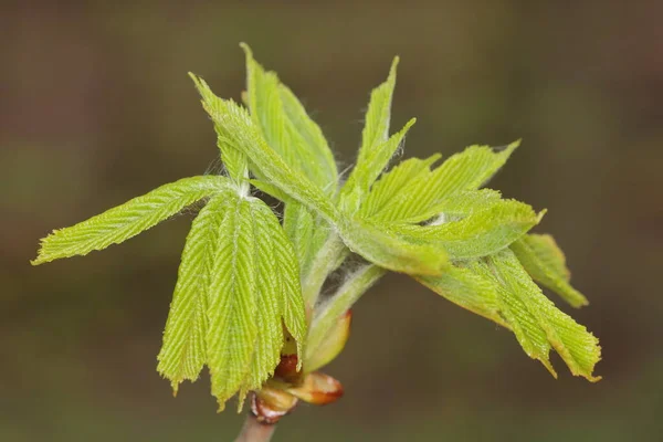 Aesculus Hippocastanum Horse Chestnut Budding Leaf Detail — Stock Photo, Image