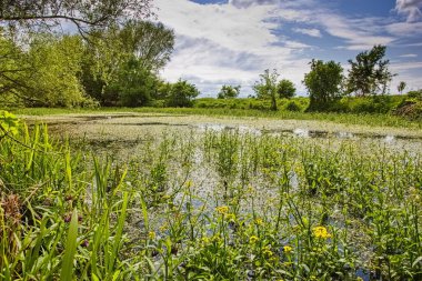 Güney Moravya, Çek Cumhuriyeti 'nde zengin bir bitki örtüsüyle Alluvial ovası nehri (Satava)