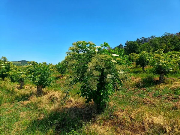 Macaristan 'ın Tokaj bölgesindeki bir meyve bahçesinde (fidanlıkta) çiçek açan Mürver (Sambucus nigra). 