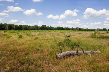 De Meinweg Ulusal Parkı 'ndaki Heathlands, Hollanda' nın Limburg bölgesindeki Maas-Swalm-Nette parkının bir parçası.