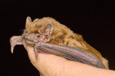 The common noctule bat (Nyctalus noctula) head detail on the hand of man clipart