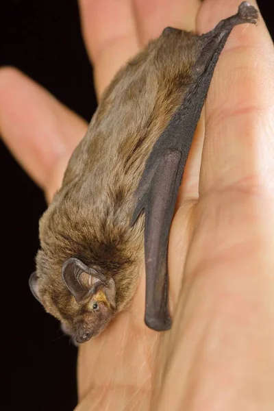 Lesser Noctule Leisler Bat Irish Bat Nyctalus Leisleri Hand Chiropterologist — Stock Photo, Image
