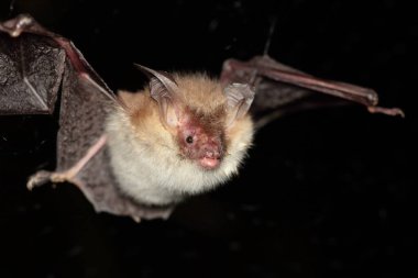 Bechstein 'in sopası (Myotis bechsteinii) doğal ortamında uçan bir birey.
