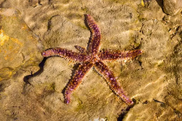 Beyaz Deniz Yıldızı veya mavi dikenli deniz yıldızı (Coscinasterias tenuispina) sığ sularda