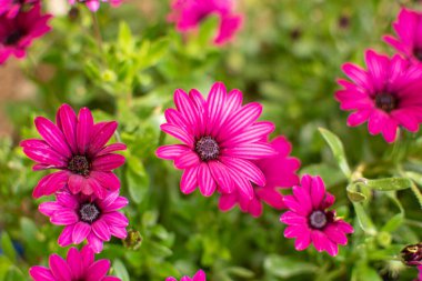 Papatya çiçeklerinin yakın görüntüsü, bokeh arkaplan. Yaz ya da bahar doğa konsepti.