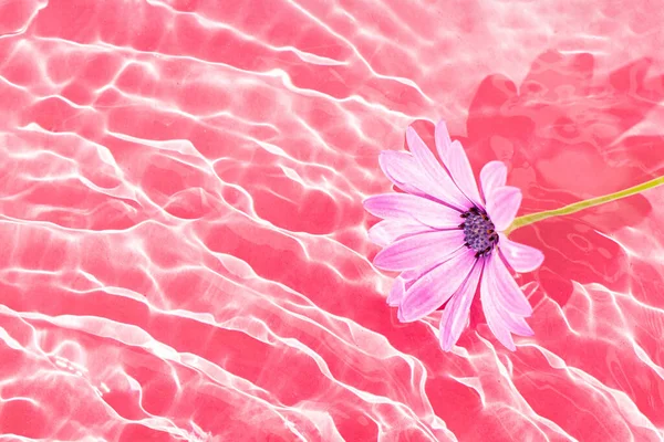 Fioletowy Kwiat Falowanej Powierzchni Wody Fali Różowym Tle Kwiatowy Abstrakcyjny — Zdjęcie stockowe