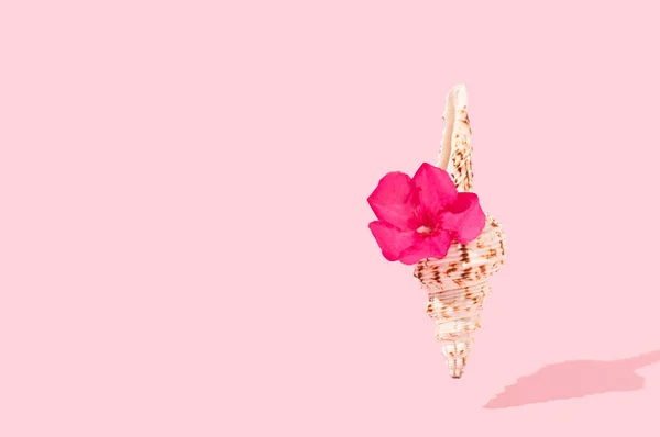 Różowy Kwiat Tropikalny Muszli Cieniem Światła Słonecznego Pastelowym Różowym Tle — Zdjęcie stockowe