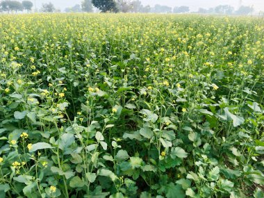 Geniş bir hardal tarlasının manzarası tam çiçeklenmiş, sisli bir gökyüzüne karşı canlı sarı çiçekler denizi sergiliyor, görüntü tarımın güzelliğini yakalıyor..